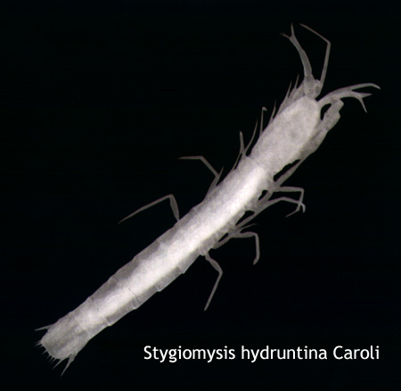 Stygiomysis hydruntina Caroli, 1937: Arthropoda, Crustacea, Mysidacea