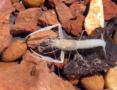  Typhlocaris salentina Caroli, 1923: Arthropoda, Crustacea, Decapoda
